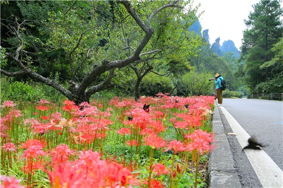 張家界武陵源黃石寨景區(qū)：彼岸花開(kāi)如火似霞