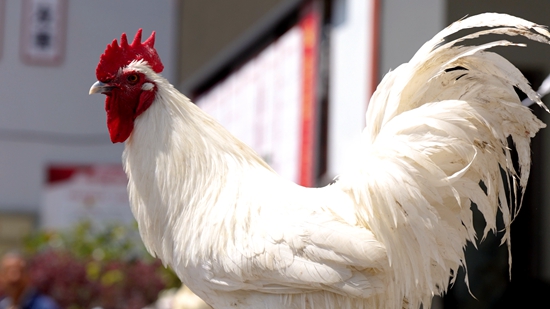 来自该村22位参赛选手带着自家雄赳赳气昂昂的"战斗鸡"登上"擂台"