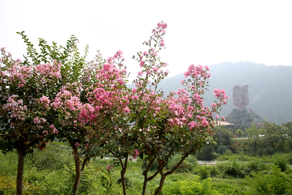 武陵源区：紫薇花盛开 绚烂如画