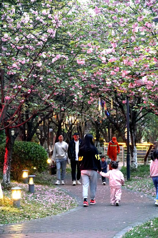 张家界：满园春色芳菲舞 “武”彩斑斓春意浓