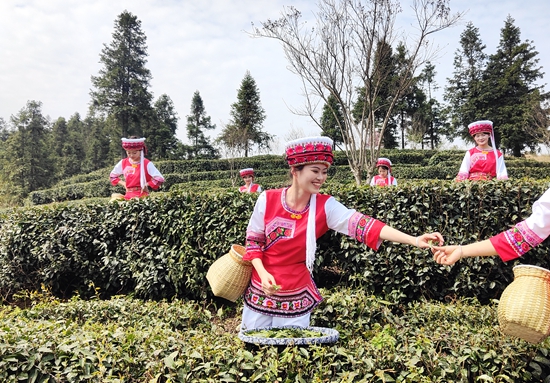 茶香漫青山，张家界武陵源区“茶旅融合”解锁乡村振兴新风景