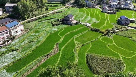 中湖鄉(xiāng)魚泉峪村田間管護(hù)忙