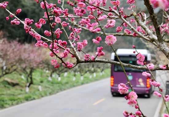 张家界黄石寨：梅开迎客来 共赴春之约