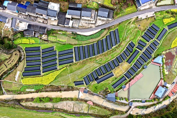 张家界市武陵源区羊肚菌迎来丰收季 撑起乡村振兴“致富伞”