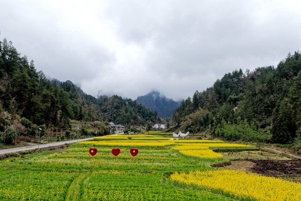 雨后花海醉春风 武陵源区中湖乡油菜花开迎客来