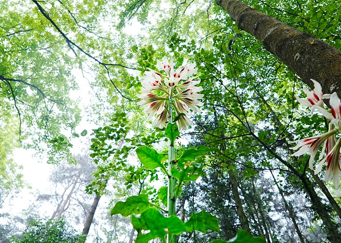 国际生物多样性日｜张家界雨后邂逅成片野生大百合