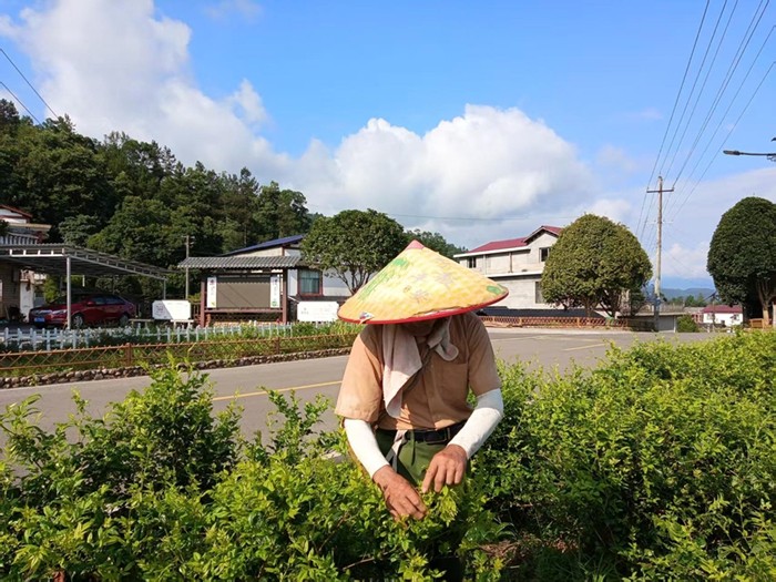 索溪街道金杜村：特色产业铺就“莓”好致富路